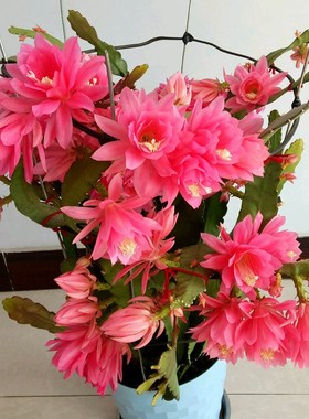 令箭荷花带根花苗盆栽室内外花卉植物多肉阳台观赏重瓣售嫁接枝条