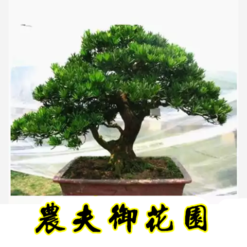 雀舌罗汉松盆景树桩花卉盆景室内盆栽庭院绿植花卉盆栽创意造型树