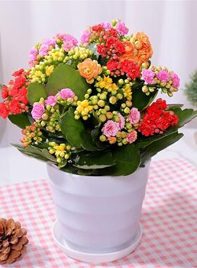 长寿花盆栽花苗带花苞重瓣大花金狐狸室内多年生好养的花卉绿植