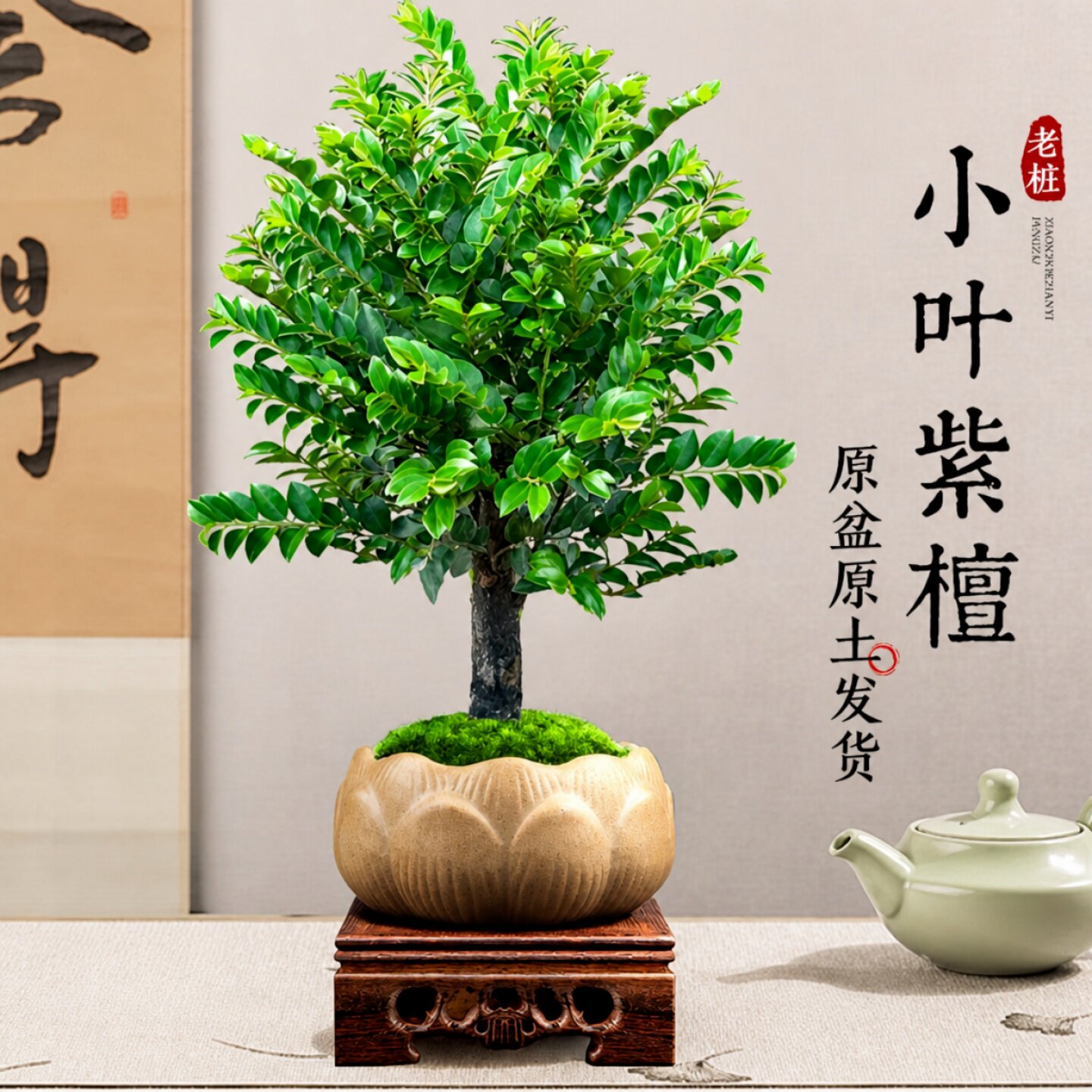 小叶紫檀盆景树苗老桩植物客厅办公室内桌面四季好养花卉绿植盆栽