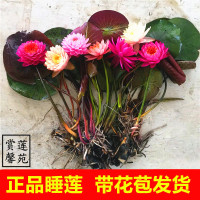 池塘水池大睡莲根块水培植物四季水养莲花盆栽花卉荷花睡莲花根茎