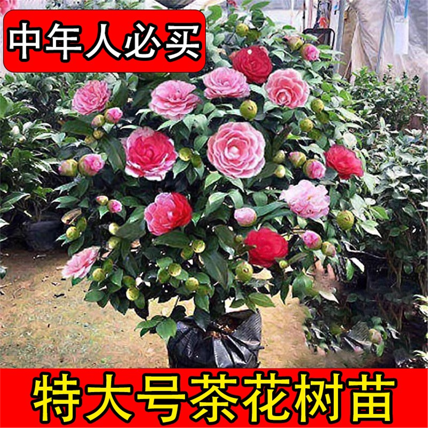 茶花树苗四季香妃五色赤丹山茶花盆栽适合室内外开花植物冬季花卉