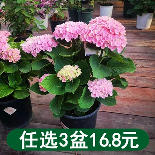 绣球花苗盆栽带花四季 开花室内植物花卉阳台好养活无尽夏老桩树苗