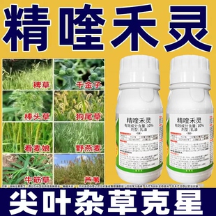 盖禾灵精喹奎禾灵除草剂禾本科杂草尖叶草克星正品农药芦苇茅草