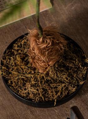 匠十三新中式仿真文竹植物微景观造景花书房茶艺室案头装饰品