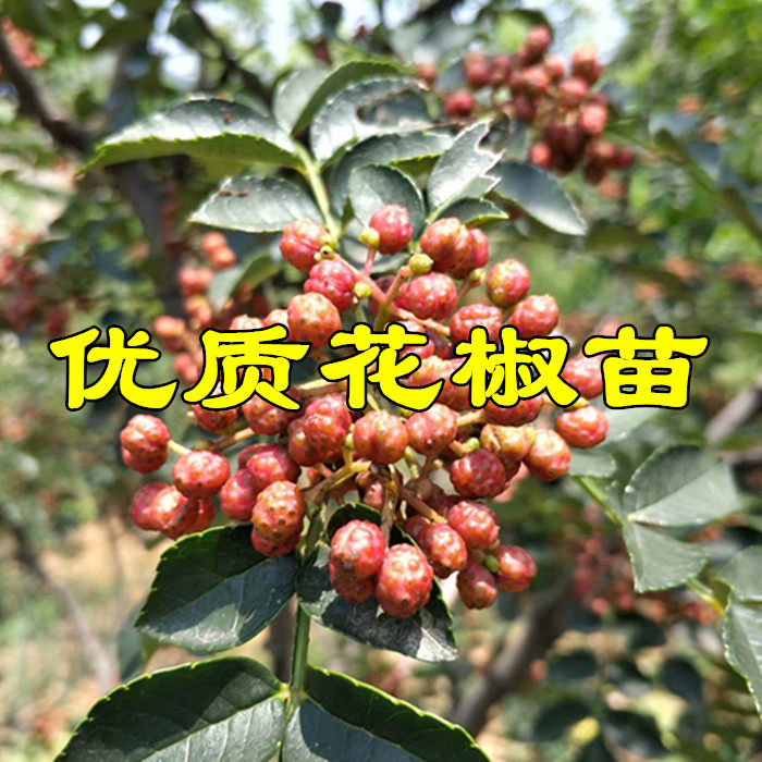 花椒树苗大红袍花椒苗四川食用麻椒苗盆栽地栽无刺高产种当年结果