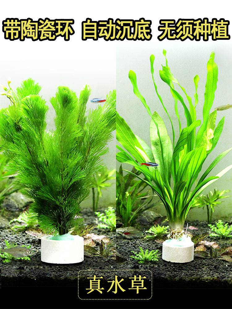 水草活体好养耐植物绿菊蜈蚣草大叶绿九冠鱼缸原生直接入缸套餐