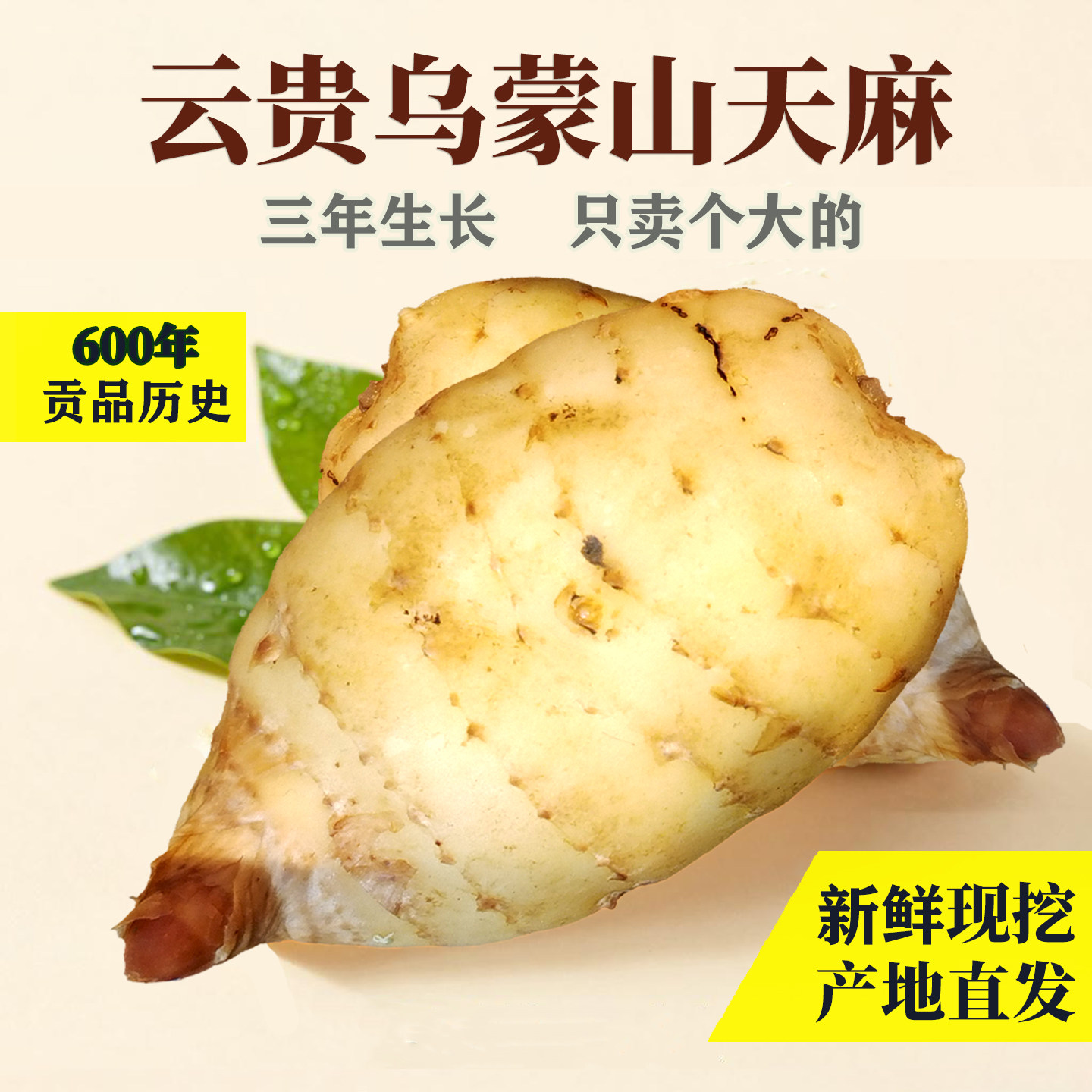 贵州乌天麻新鲜 现挖现发产地直发 云南原生态大方昭通炖煲汤特产