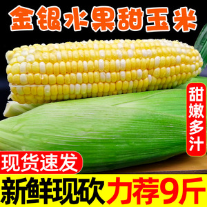 水果玉米新鲜整箱现摘甜脆爆浆