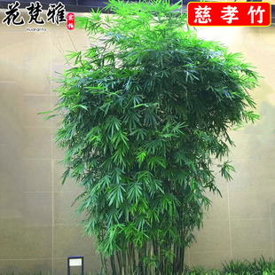 竹子苗慈孝竹庭院竹丛生竹苗观赏竹四季常青大型窝竹阳台绿植盆栽