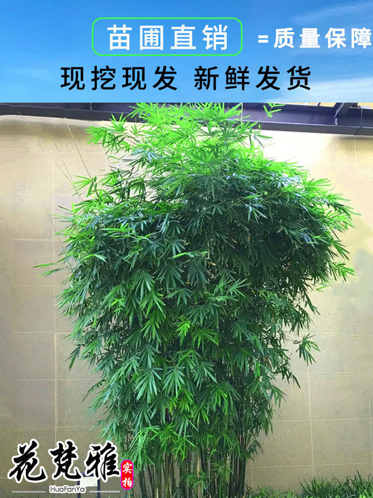 竹子苗慈孝竹庭院竹丛生竹苗观赏竹四季常青大型窝竹阳台绿植盆栽