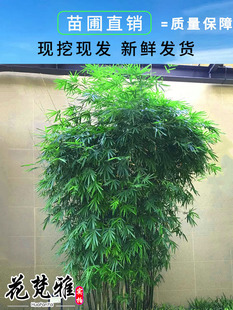 竹子苗慈孝竹庭院竹丛生竹苗观赏竹四季常青大型窝竹阳台绿植盆栽