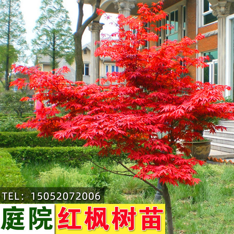 红枫树苗日本红舞姬庭院耐寒四季植物阳台盆栽小苗中国红枫三季红_虎窝淘