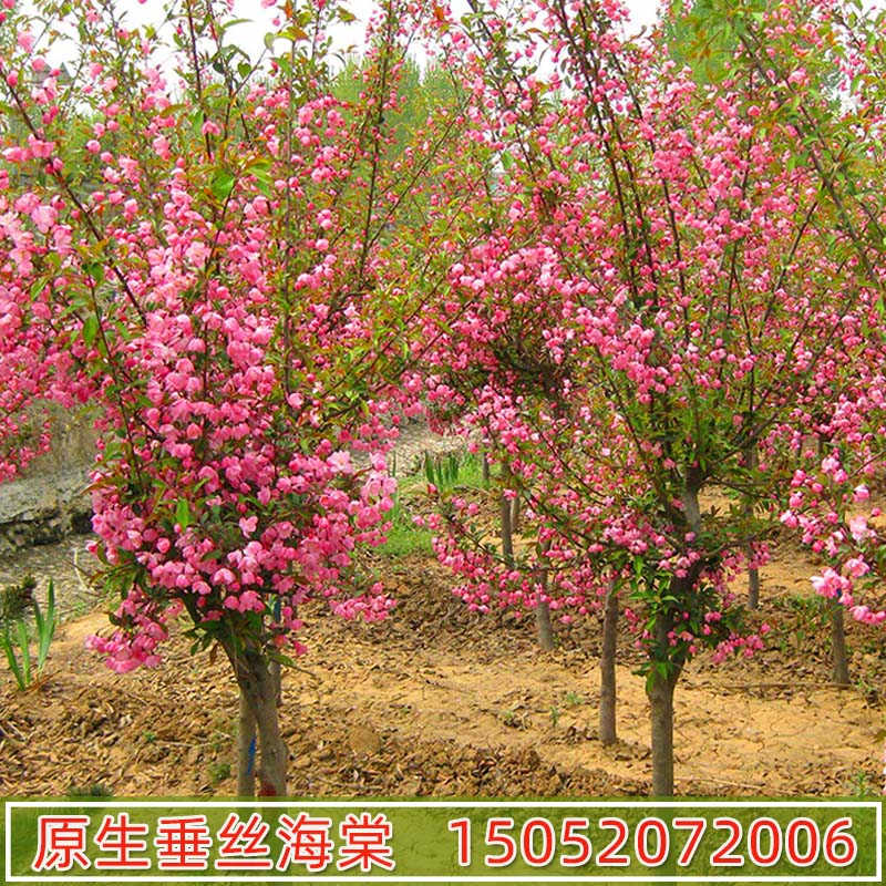 原生正品垂丝海棠树苗植物庭院地栽种植高杆海棠花树别墅耐寒花卉