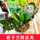 2君子兰矫正夹固定定型叶矫正线叶子矫正器定型夹不伤叶子