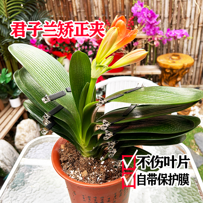 君子兰矫正定形固定夹子