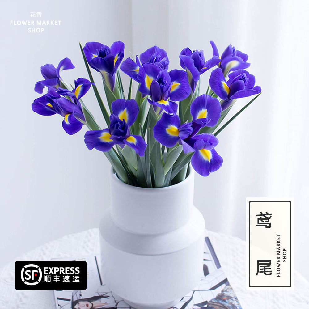荷兰进口鸢尾爱丽丝鲜花水养居家插花办公室高雅花卉花束顺丰包邮