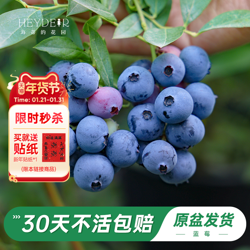 海蒂的花园旗舰店蓝莓树果苗北方庭院盆栽水果树苗阳台花卉绿植,鲜花速递/花卉仿真/绿植园艺,果树,淘宝优惠券,粉丝福利购,淘宝优惠卷