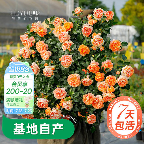 海蒂的花园月季多季开花带苞发货