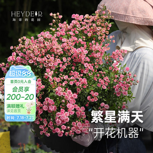 丰花灌木月季花量大花期长