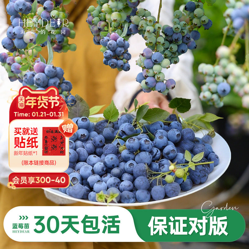 海蒂的花园旗舰店蓝莓苗南方北方庭院盆栽水果苗阳台绿植海妈家,鲜花速递/花卉仿真/绿植园艺,果树,淘宝优惠券,粉丝福利购,淘宝优惠卷