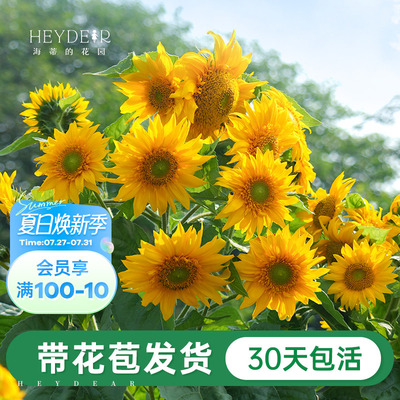 海蒂的花园向日葵盆栽带花苗