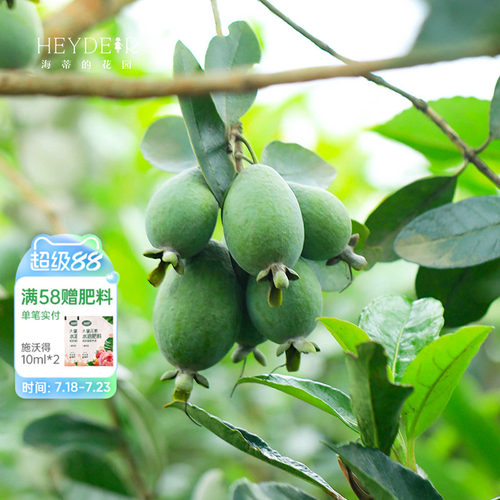 海蒂的花园菲油果果树果苗