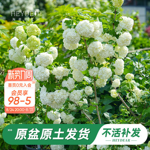 绿植盆栽回购榜TOP店铺木绣球