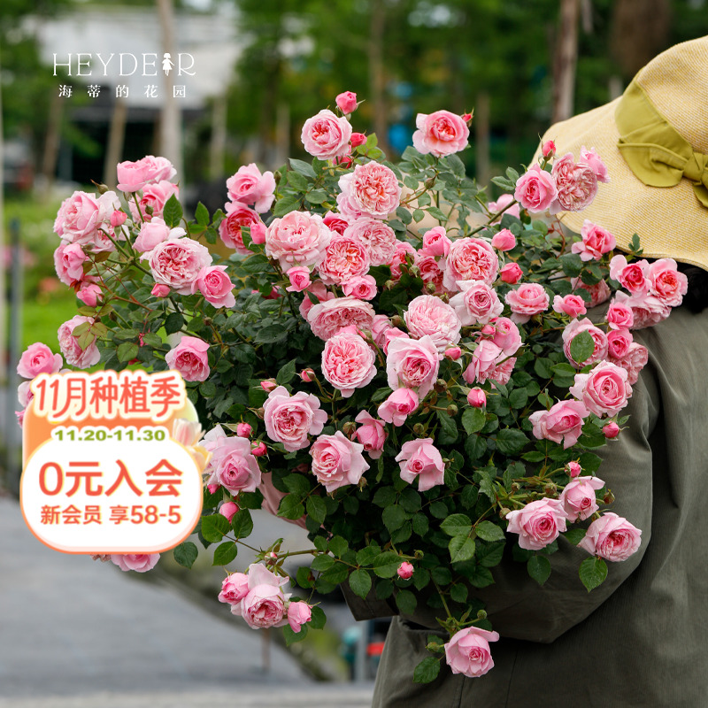 海蒂的花园铃之妖精微型灌木月季