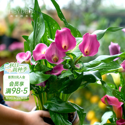多年生庭院彩色马蹄莲海蒂的花园