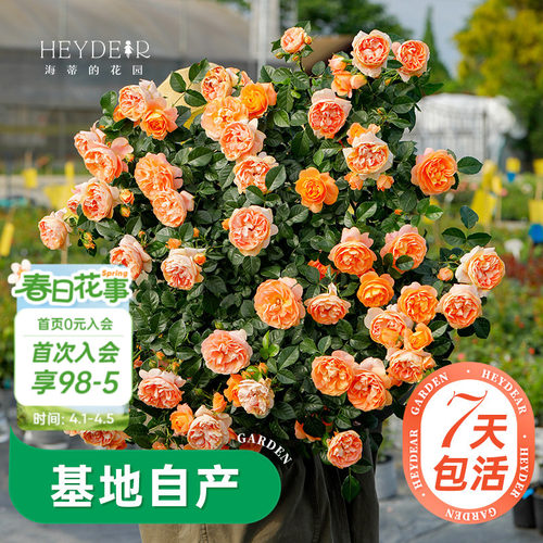 海蒂的花园月季多季开花带苞发货