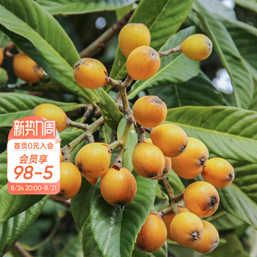 种植白沙枇杷海蒂的花园