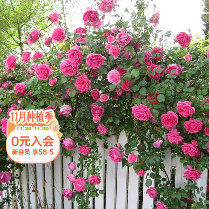 海蒂的花园藤本月季花墙拱门花卉