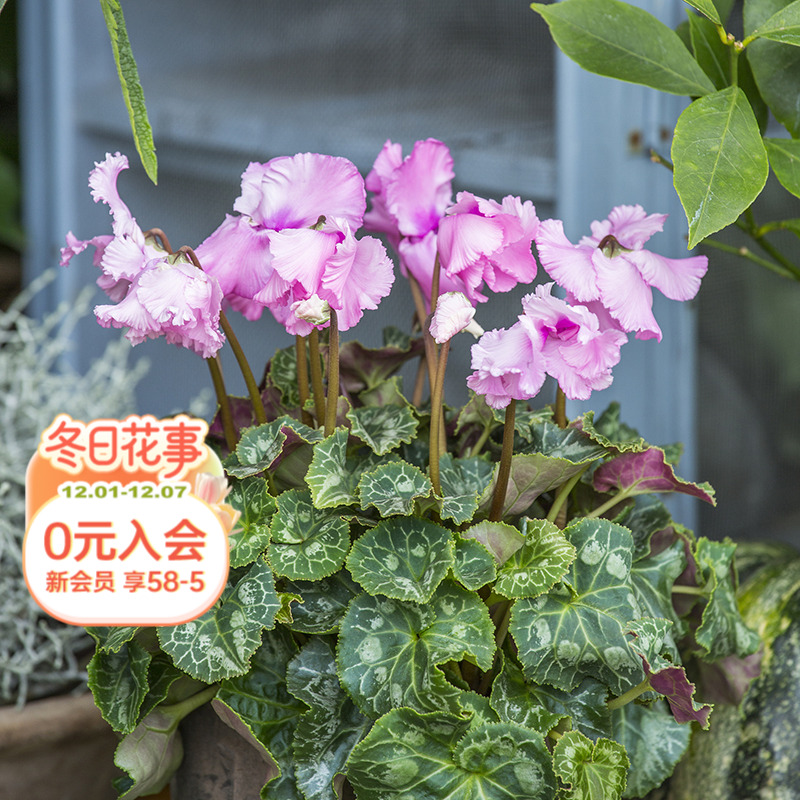 海蒂的花园仙客来窗台好养盆栽苗