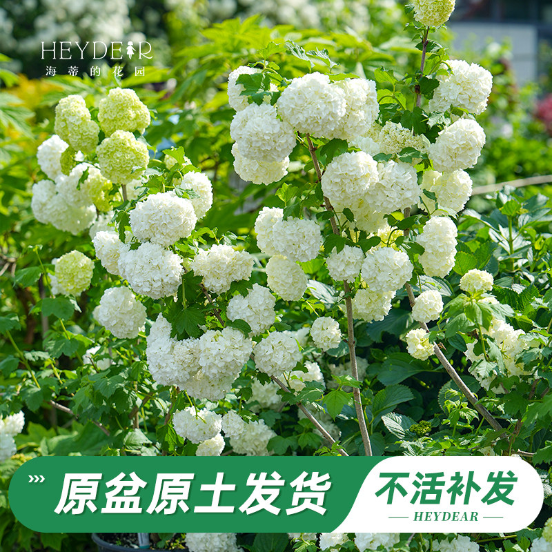 海蒂的花园旗舰店欧洲木绣球玫瑰花苗庭院花卉盆栽植物耐寒树苗