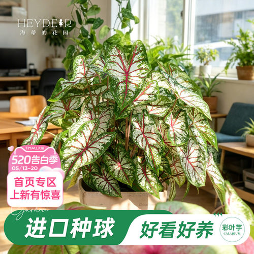好种易发芽室内可栽种