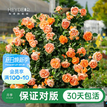 海蒂的花园旗舰店月季花苗盆栽带花苞果汁阳台小苗爬藤花卉植物