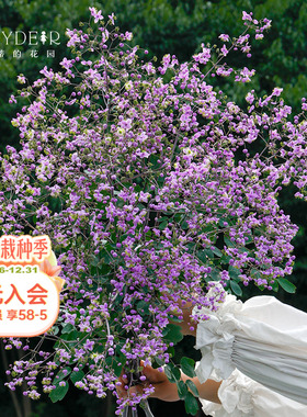 海蒂的花园偏翅唐松草多年生宿根花卉植物盆栽苗阳台庭院耐寒好养