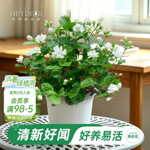 海妈家茉莉花小苗带花苞