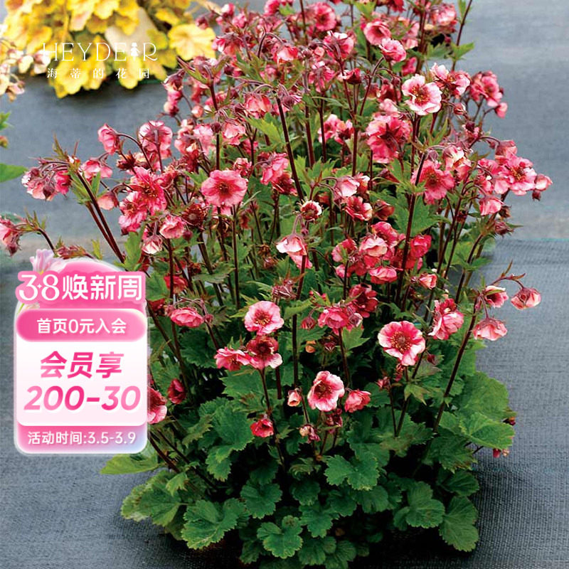 海蒂的花园旗舰店水杨梅多年生宿根草本植物阳台庭院花卉盆栽苗