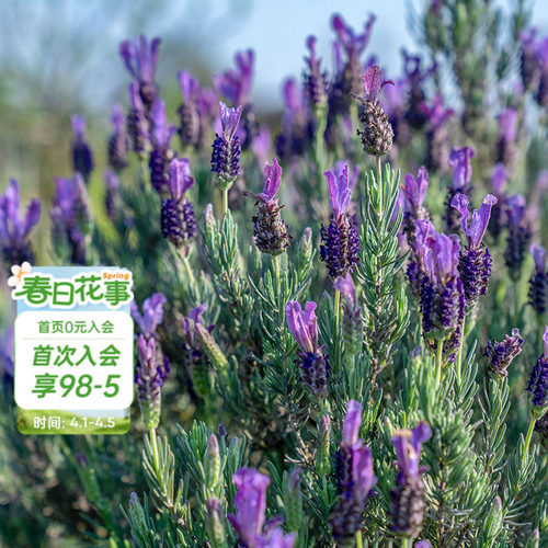 海蒂的花园薰衣草阳台香草花卉