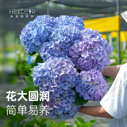 海蒂的花园好养阳台庭院木本花卉
