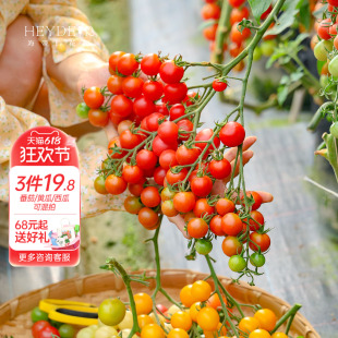 海蒂的花园旗舰店西红柿苗秧带土盆栽家庭种当年可结果水果番茄苗