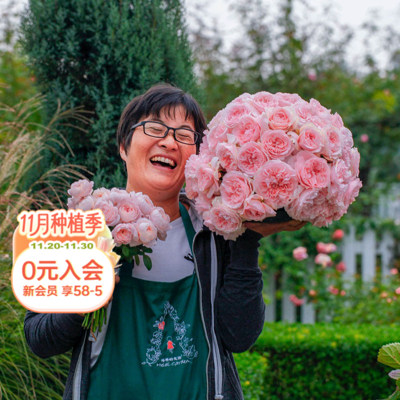 瑞典海蒂的花园粉色仙女月季