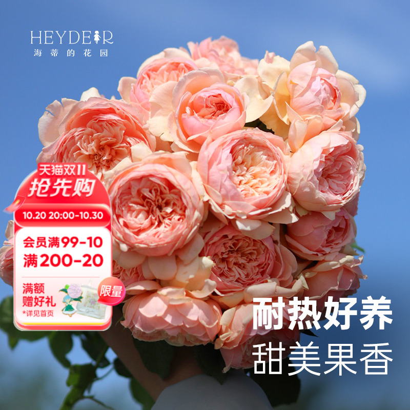 海蒂的花园真宙直立月季浓香