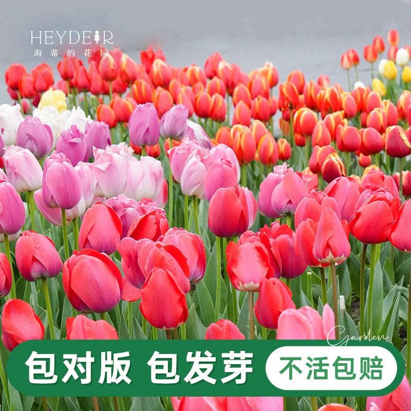 郁金香种球自然球耐寒球根花卉阳台庭院盆栽地栽郁金香花种预售