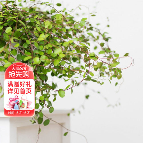 海蒂的花园四季常绿庭院观叶植物