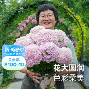 海蒂 花園魔幻海洋大花繡球花好養(yǎng)木本花卉陽臺庭院盆栽植物花苗