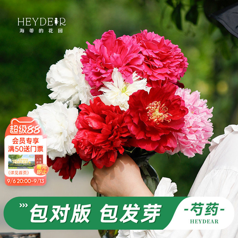 海妈家耐寒多年生芍药花苗图片