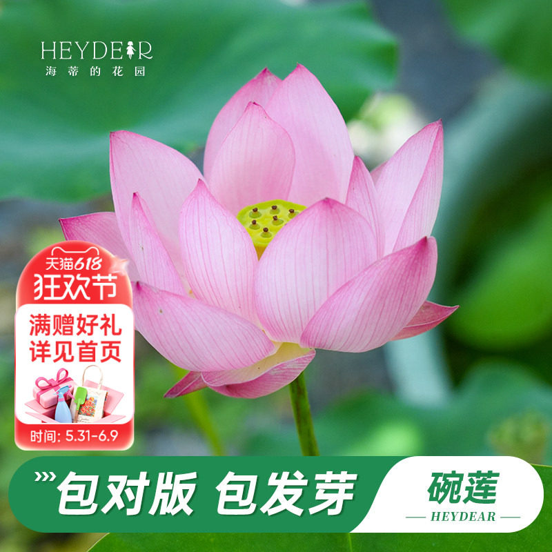 海蒂的花园旗舰店碗莲种藕苗水培植物莲花荷花苗庭院花卉盆栽裸藕